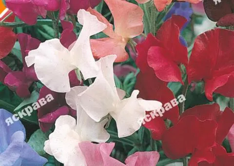 Sweet pea mix 1 g, Flower seeds, 20 pcs
