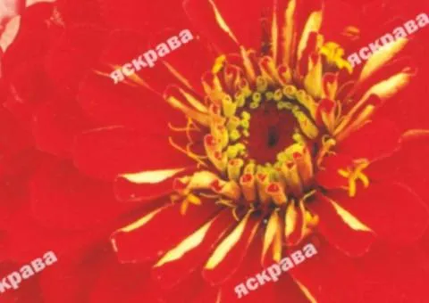 Double zinnia Meteor 0.5 g, Flower seeds, 20 pcs.