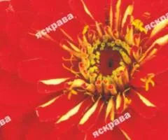 Double zinnia Meteor 0.5 g, Flower seeds, 20 pcs.