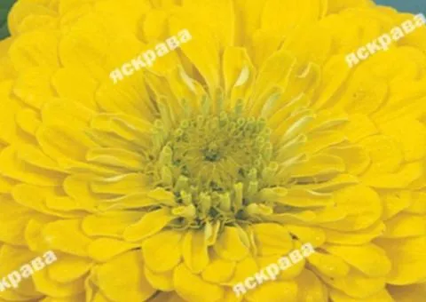 Zinnia double 'Morning Bird' 0.5 g, Flower seeds, 20 pcs