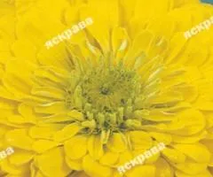 Zinnia double 'Morning Bird' 0.5 g, Flower seeds, 20 pcs