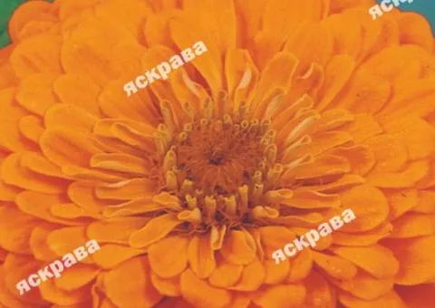 Zinnia double Orange Queen 0.5 g, Flower seeds, 20 pcs.