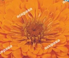 Zinnia double Orange Queen 0.5 g, Flower seeds, 20 pcs.