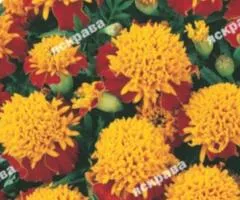 Marigolds low-growing Goldkopfen 0.5 g, Flower seeds, 20 pcs