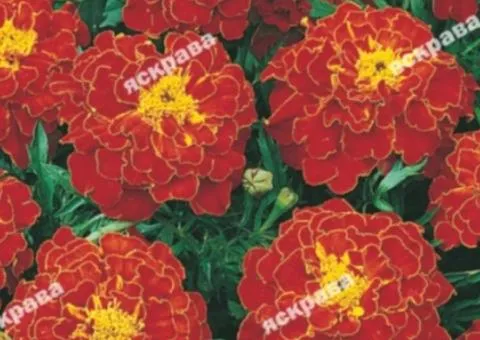 Low marigolds Carmen 0.5 g, Flower seeds, 20 pcs