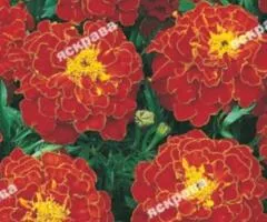 Low marigolds Carmen 0.5 g, Flower seeds, 20 pcs