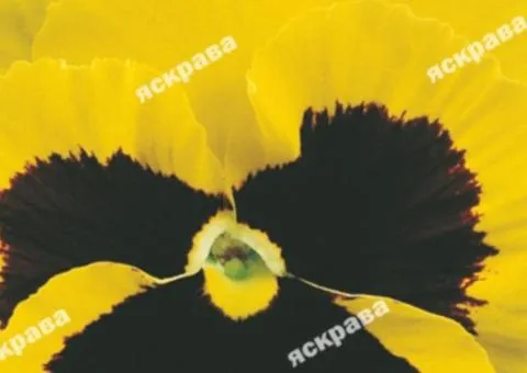 Viola Luna 0.1 g, Flower Seeds, 20 pcs