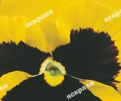 Viola Luna 0.1 g, Flower Seeds, 20 pcs