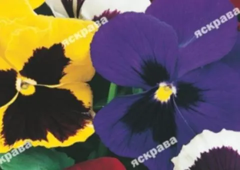 Viola Tricolor Mix 0.1 g, Flower Seeds, 20 pcs