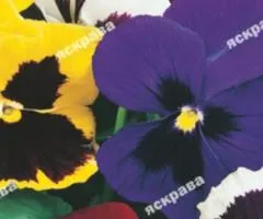 Viola Tricolor Mix 0.1 g, Flower Seeds, 20 pcs