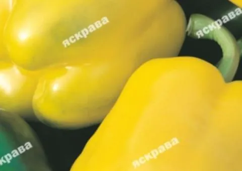 Pepper Yellow Dyvosvit 0.3 g, Vegetable Seeds, 20 pcs