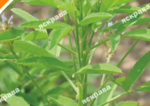 Mushroom herb 1 g, Seeds, 20 pcs.