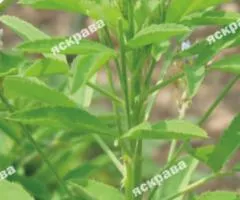 Mushroom herb 1 g, Seeds, 20 pcs.