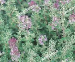 Thyme 0.2 g, Seeds, 20 pcs.