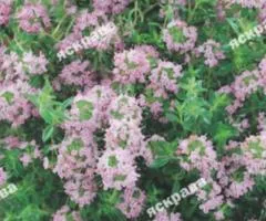 Savory 0.5 g, Seeds, 20 pcs