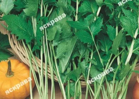 Valerian officinalis 0.1 g, Seeds, 20 pcs.