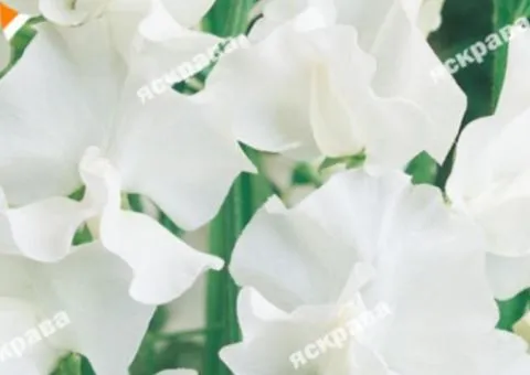 Fragrant sweet pea Janet 1.0 g, Flower seeds, 20 pcs