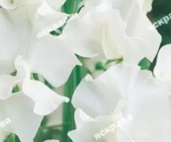 Fragrant sweet pea Janet 1.0 g, Flower seeds, 20 pcs