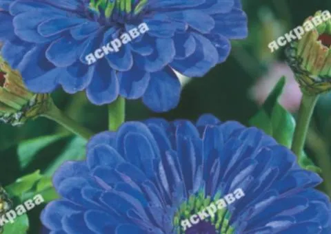 Цинія махрова Фіолетова Королева 0.5 г, Насіння квітів, 20 шт.