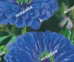 Zinnia double Purple Queen 0.5 g, Flower seeds, 20 pcs