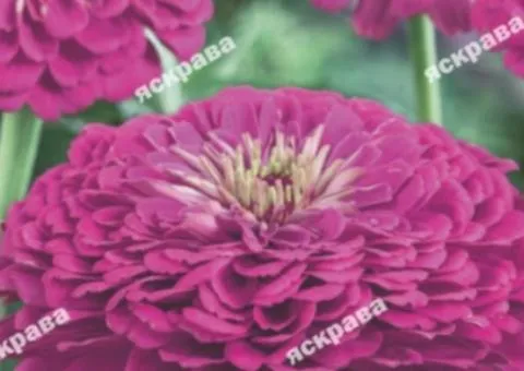 Zinnia double Pink Diamond 0.5 g, Flower seeds, 20 pcs