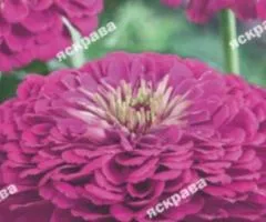 Zinnia double Pink Diamond 0.5 g, Flower seeds, 20 pcs