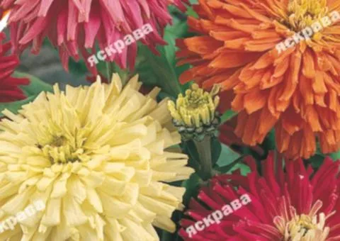 Zinnia cactus mix 0.5 g, Flower seeds, 20 pcs