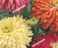 Zinnia cactus mix 0.5 g, Flower seeds, 20 pcs