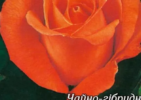 Rose bare-root Angelique class AA, Seedlings, 6 pcs.