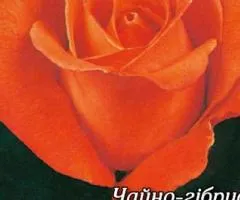 Rose bare-root Angelique class AA, Seedlings, 6 pcs.