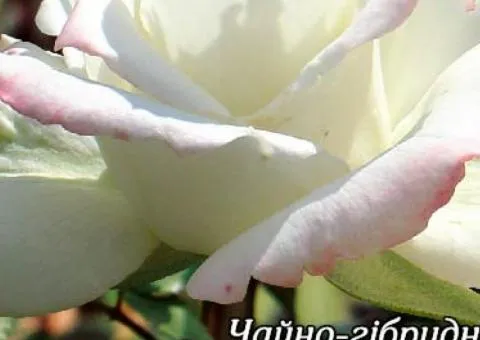 Rose ch/g Athena class AA, Seedlings, 6 pcs.