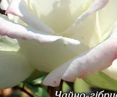 Rose ch/g Athena class AA, Seedlings, 6 pcs.