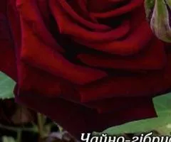 Троянда ч/г Блек Баккара клас АА, Саджанці, 6 шт.