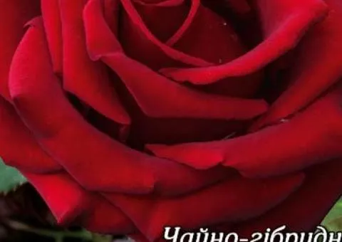 Rose blk. Black Magic ch/g Class AA, Seedlings, 6 pcs.