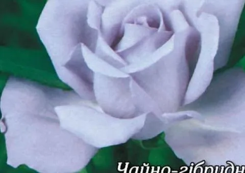 Rose blk/blu Blue Moon class AA, Seedlings, 6 pcs.