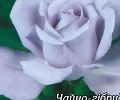 Rose blk/blu Blue Moon class AA, Seedlings, 6 pcs.