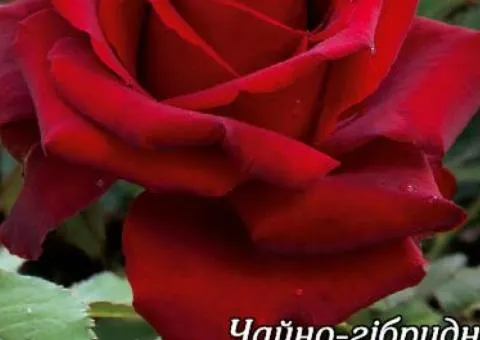 Rose bare-root Burgundy class AA, Seedlings, 6 pcs.