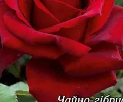 Троянда ч/г Бургунд клас АА, Саджанці, 6 шт.