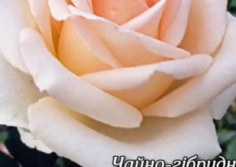 Rose bare-root Versilia class AA, Seedlings, 6 pcs.