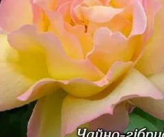 Троянда ч/г Глорія (Піс) клас АА, Саджанці, 6 шт.