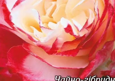 Rose bare-root Double Delight class AA, Seedlings, 6 pcs.
