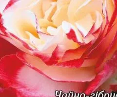 Троянда ч/г Дабл Делайт клас АА, Саджанці, 6 шт.