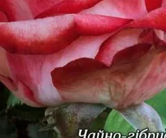 Троянда ч/г Імператриця клас АА, Саджанці, 6 шт.