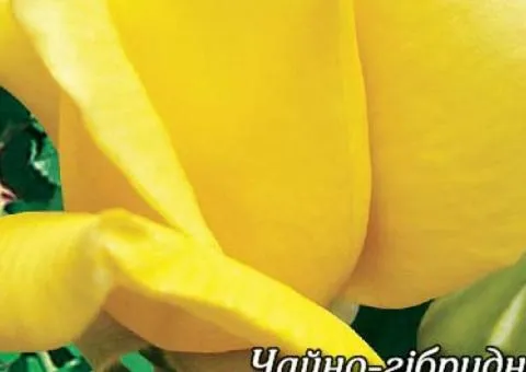 Rose bare-root Landora class AA, Seedlings, 6 pcs.