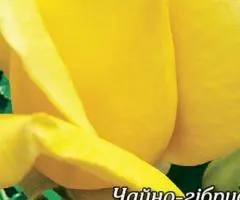 Троянда ч/г Ландора клас АА, Саджанці, 6 шт.