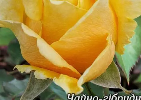 Rose bare-root Leandra class A, Seedlings, 8 pcs.