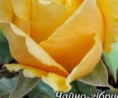Троянда ч/г Леандра клас А, Саджанці, 8 шт.