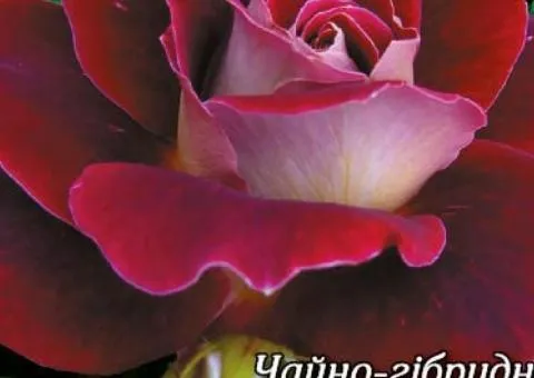 Rose bare-root Luxor class AA, Seedlings, 6 pcs.