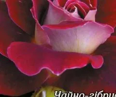 Троянда ч/г Люксор клас АА, Саджанці, 6 шт.