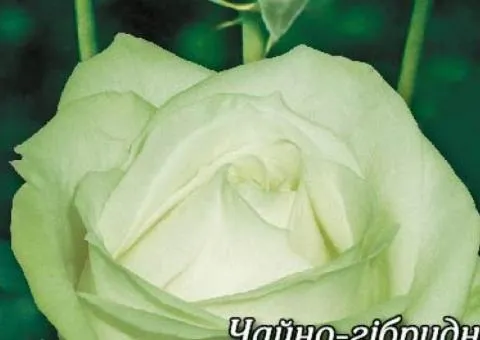 Rose bush Marusya class A, Seedlings, 8 pcs.